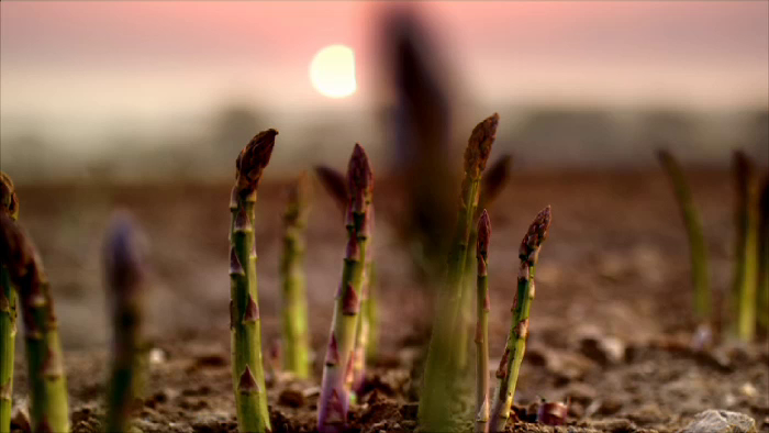 Waitrose Asparagus – Heston.mp4 | Sohosoho Clips