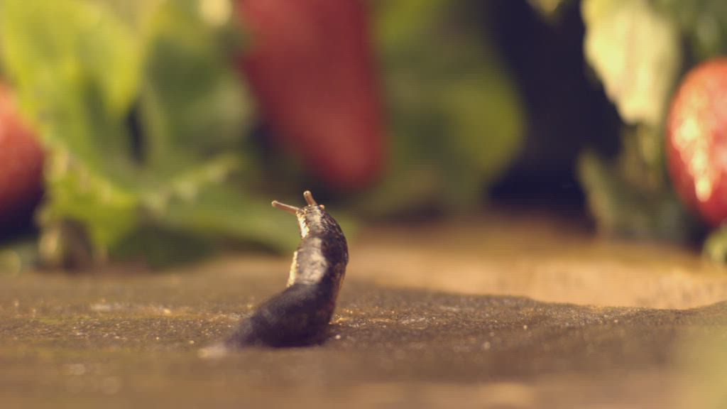 Eraza – Growing Gardens 1 | ident