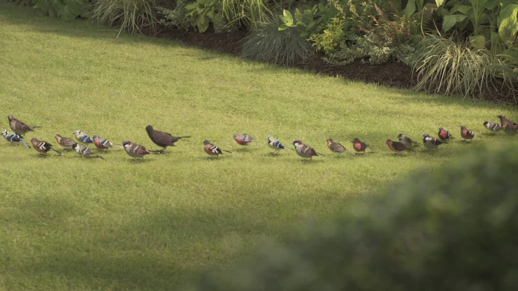 Peckish – Bring More Birds To Your Table | special-effects