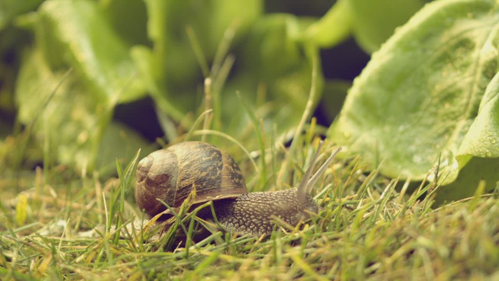 Eraza – Growing Gardens 2 | ident