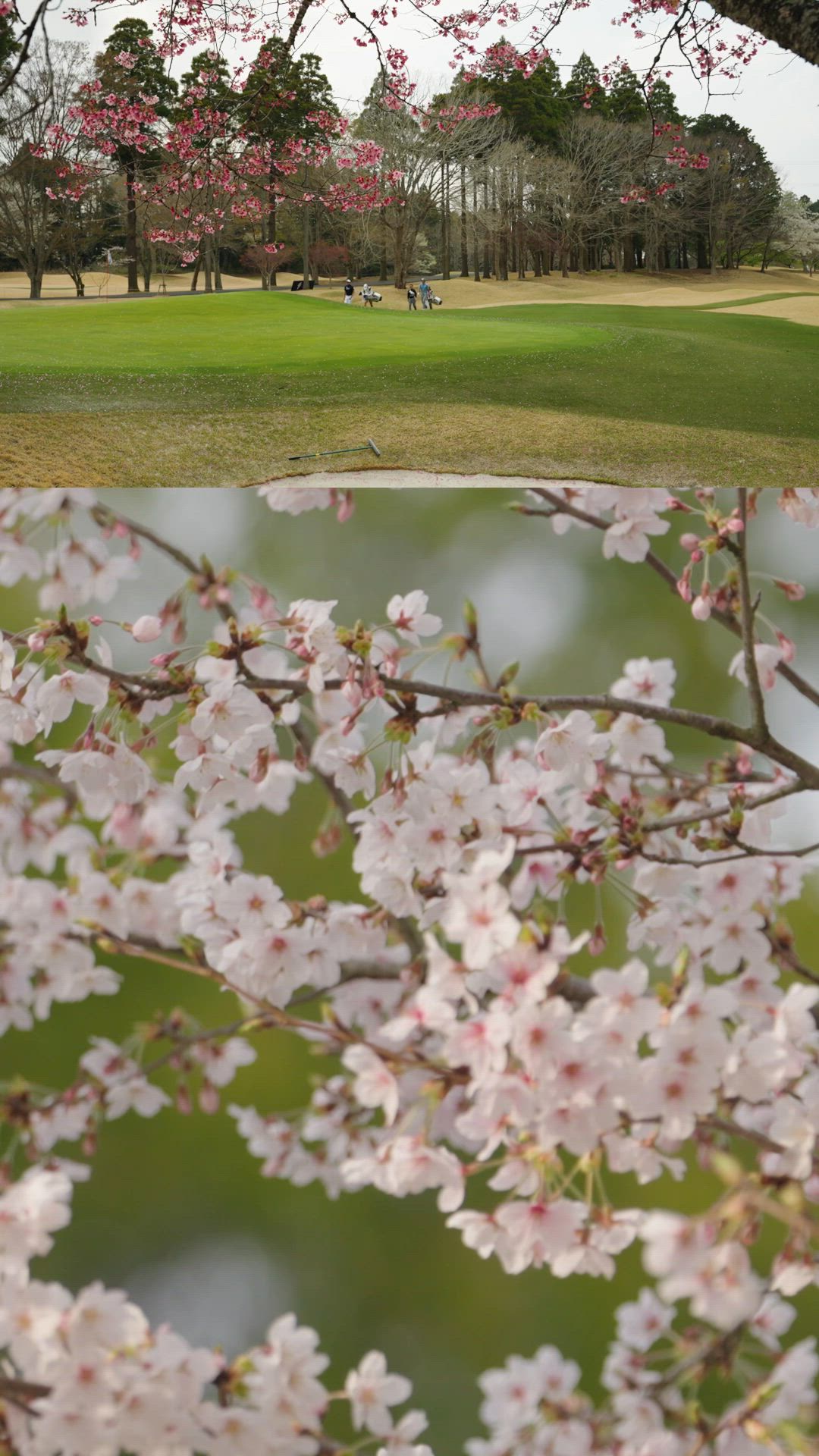 International Series Japan 2026 – Cherry Blossom Reel | Mob Content Team